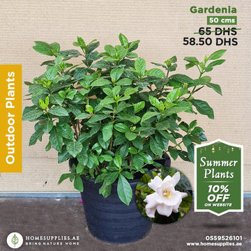 Gardenia Outdoor
